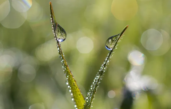 Greens, grass, drops, macro, light, nature, Rosa, reflection