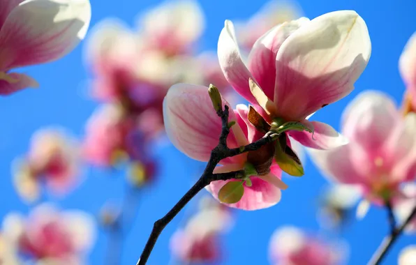 Light, flowers, branch, spring, pink, buds, flowering, Magnolia