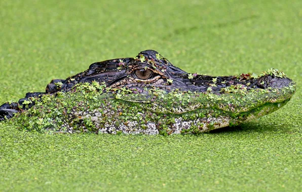 Picture face, Alligator, duckweed