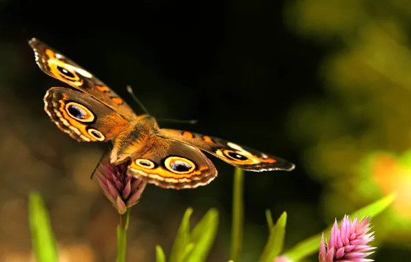 Pink, butterfly, wings, clover, green, brown