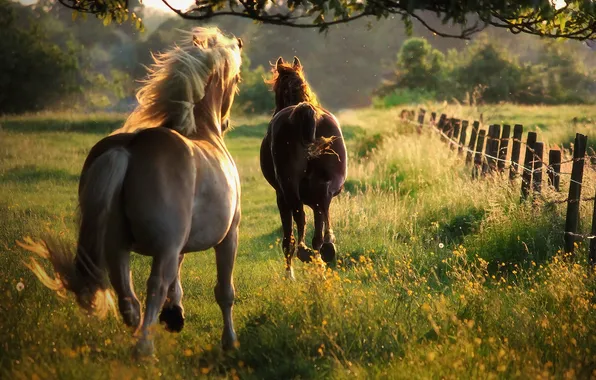 Picture summer, freedom, nature, horse