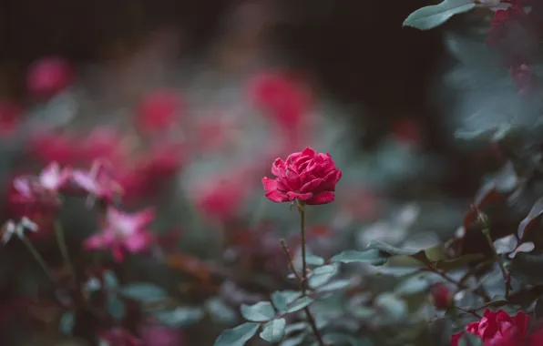 Picture flower, rose, Bush, petals