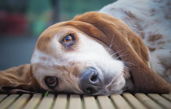 Picture look, face, dog, The Basset hound