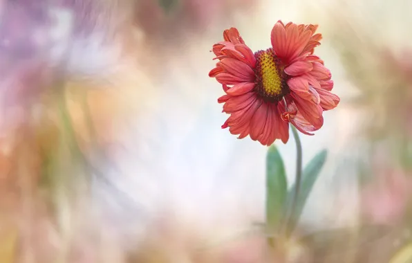 Flower, red, blur, gaylardiya, art processing, double