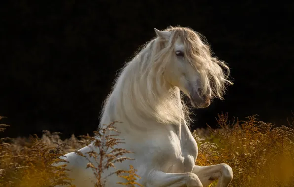 White, face, nature, the dark background, horse, horse, mane, white