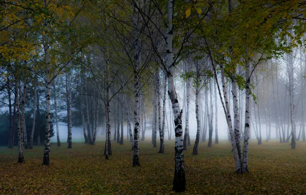 Autumn, forest, trees, branches, fog, Park, trunks, foliage