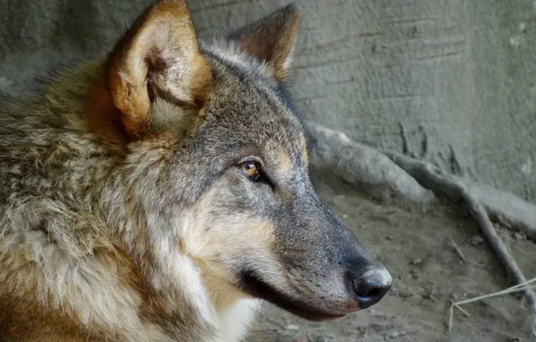 Nature, snow, predator, face, animal, wolf, wildlife, portrait
