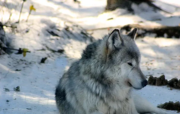 Picture nature, face, animal, wolf, wildlife, head, fur, mammal