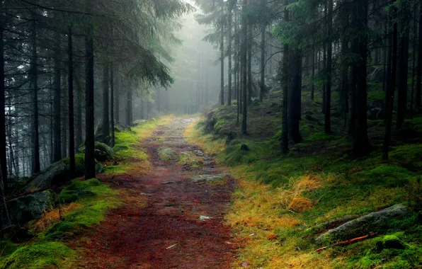 Road, forest, trees, fog, stones, moss, spruce, Landscapes