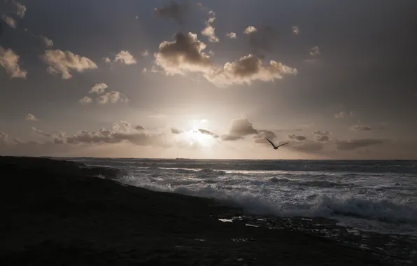 Sea, beach, the sun, birds, seagulls, morning, horizon