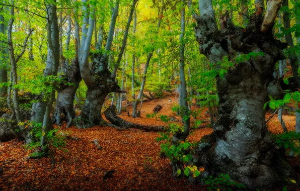 Picture forest, trees, landscape, nature, beech forest, Alexander Plekhanov