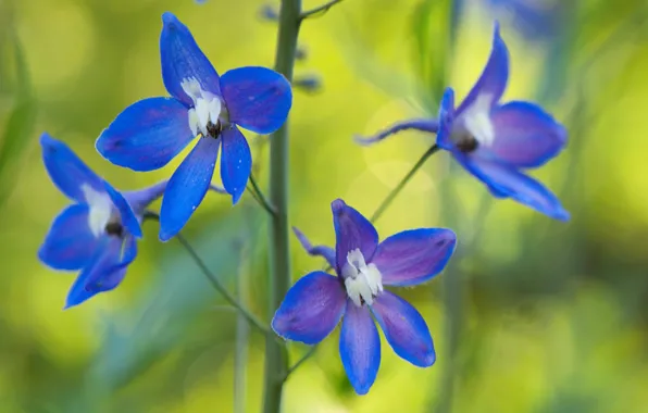 Picture flower, nature, plant, petals, stem