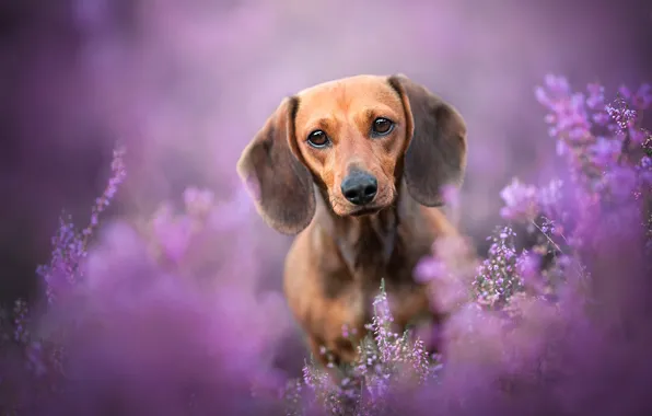 Picture look, face, dog, bokeh, Dachshund, Heather