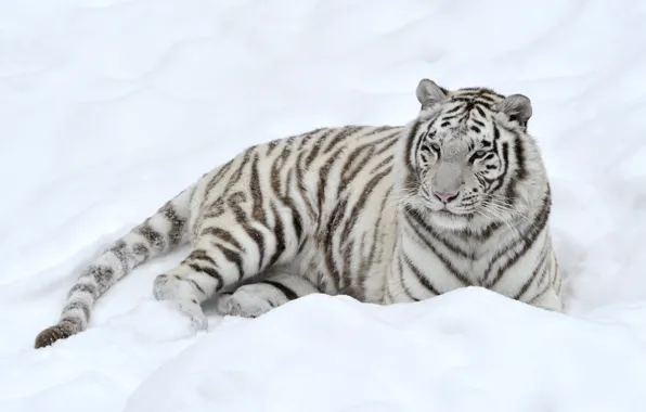Picture white, snow, tiger, predator