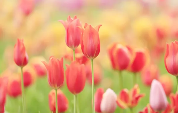 Picture field, nature, petals, meadow, tulips