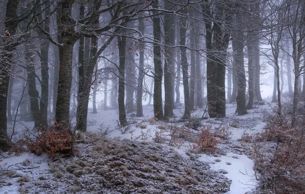 Winter, frost, forest, snow, trees, branches, fog, trunks