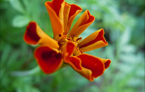 Flower, orange, red, petals, blur