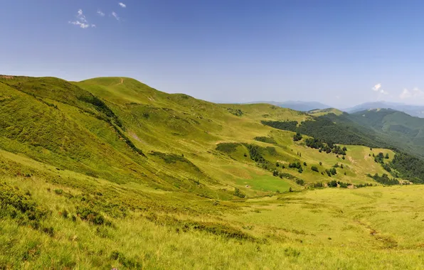 Picture grass, landscape, mountains, nature, Ukraine, Carpathians