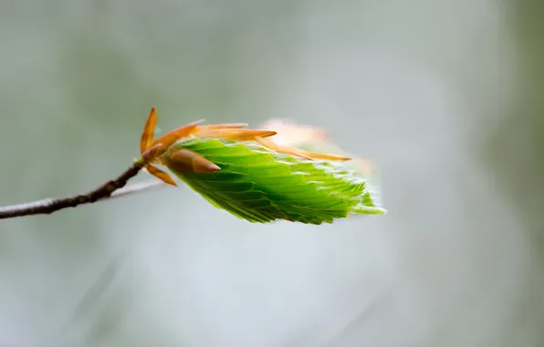 Picture Spring, grey background, kidney