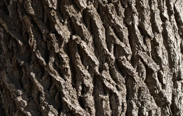 Macro, nature, tree, bark