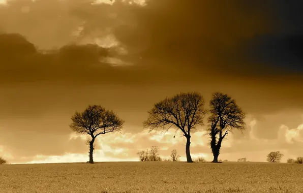 Picture field, clouds, trees, Sepia