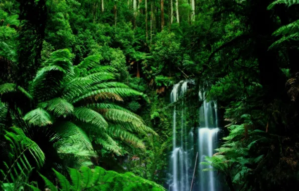 Greens, foliage, waterfall, Jungle, vines