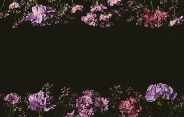 Flowers, roses, colorful, pink, black background, black, pink, flowers