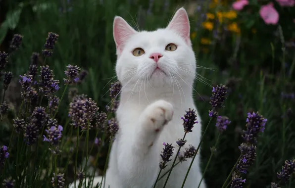 Picture cat, white, cat, face, flowers, lavender, looking up