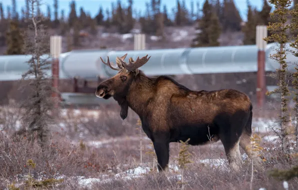 Picture branches, nature, profile, moose