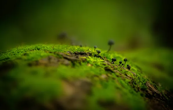 Autumn, forest, leaves, macro, Wallpaper, mushrooms, moss, stump