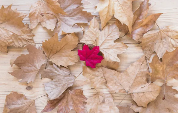 Autumn, leaves, background, Board, colorful, maple, wood, background