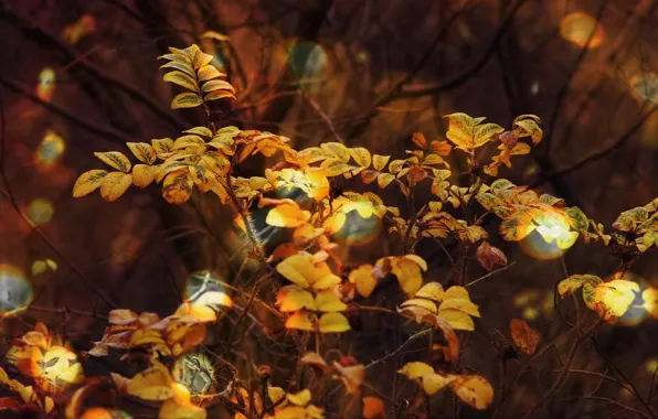 Autumn, forest, leaves, light, branches, nature, foliage, the bushes