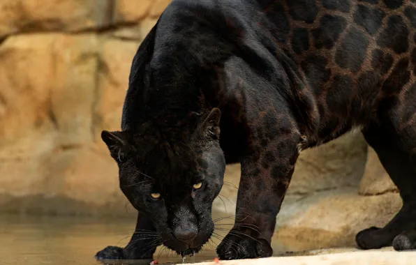Look, face, water, pose, stones, Panther, drink