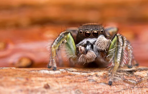 Picture macro, background, spider, blur, jumper, the Hoppy