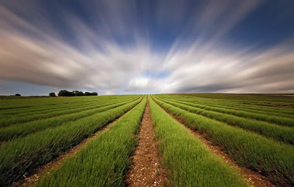 Field, the sky, excerpt, lavender