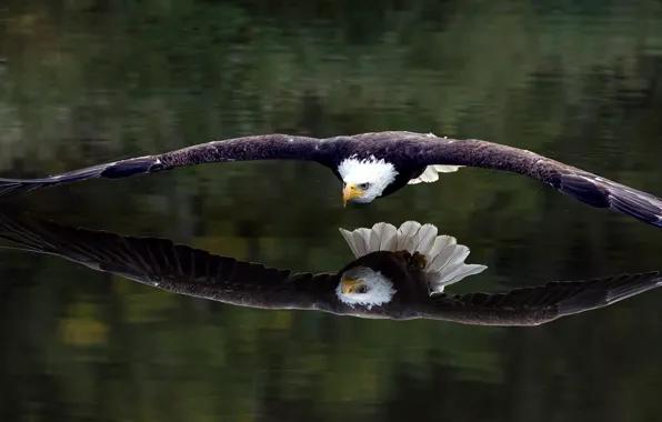 Picture reflection, bird, eagle