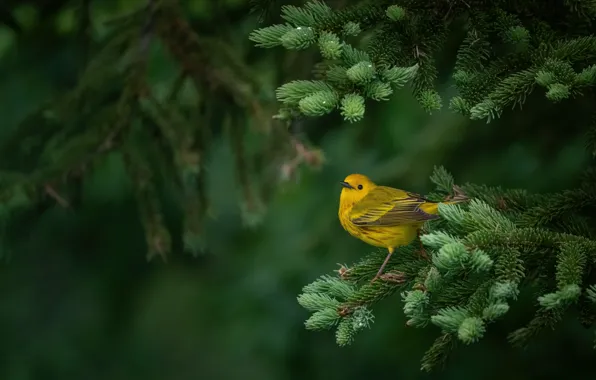 Branches, bird, needles, yellow, a woodland songster