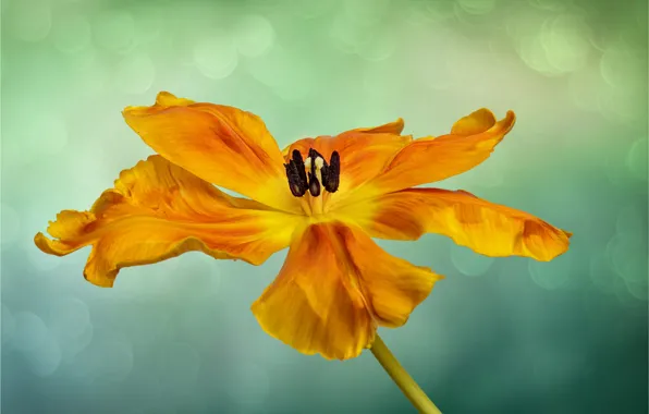 Flower, orange, background, Tulip, petals, stamens