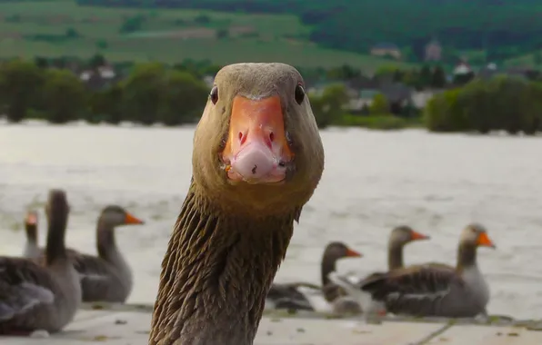 Picture birds, nature, river, portrait, beak, geese, closeup