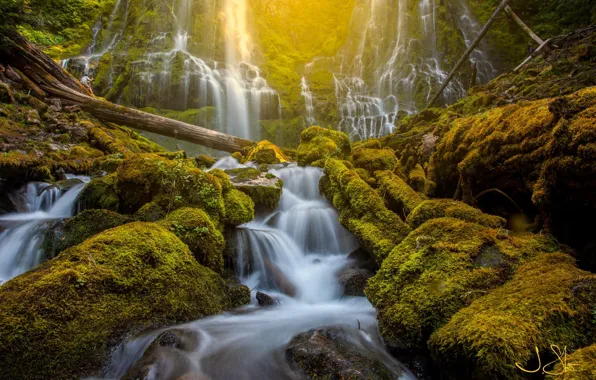 Forest, nature, stones, waterfall, moss