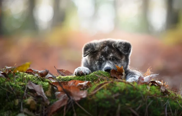 Picture look, leaves, moss, dog, puppy, face, bokeh, Akita inu