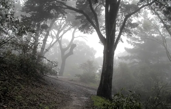 Fog, tree, path, forest