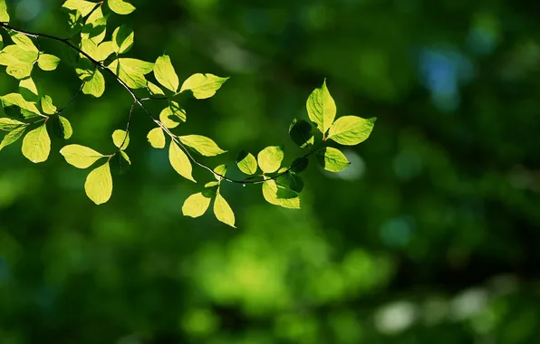 Picture greens, sprig, in the sun, up, light green leaves