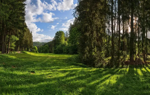 Greens, forest, the sky, grass, the sun, clouds, trees, Park