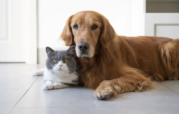 Cat, cat, look, pose, together, dog, floor, a couple