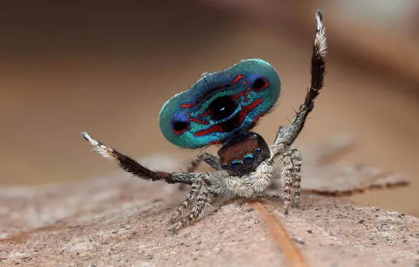 Eyes, macro, nature, pose, background, pattern, spiders, dance