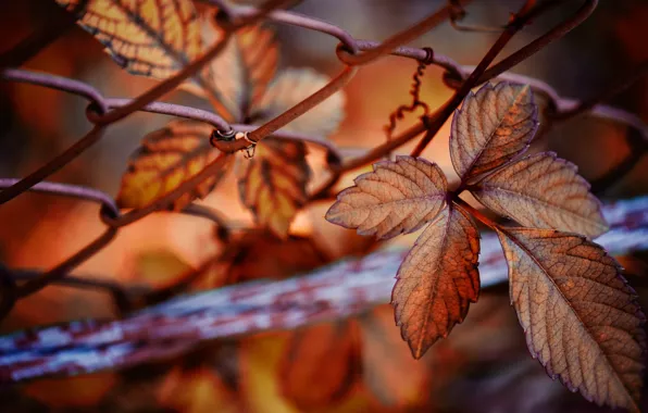 Autumn, leaves, nature, mesh