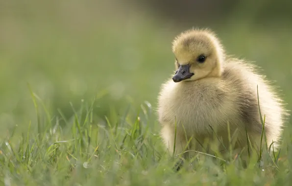 Bird, glade, walk, chick, goose, Gosling
