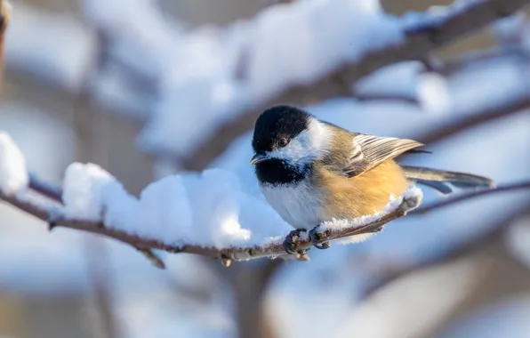 Winter, snow, branches, bird, tit