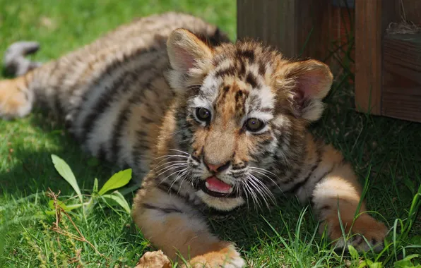 Cat, grass, tiger, strip, baby, red, tiger